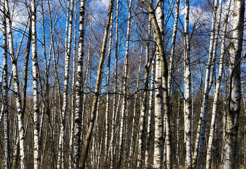 Fototapeta premium Horizontal vibrant array of Russian birch background backdrop