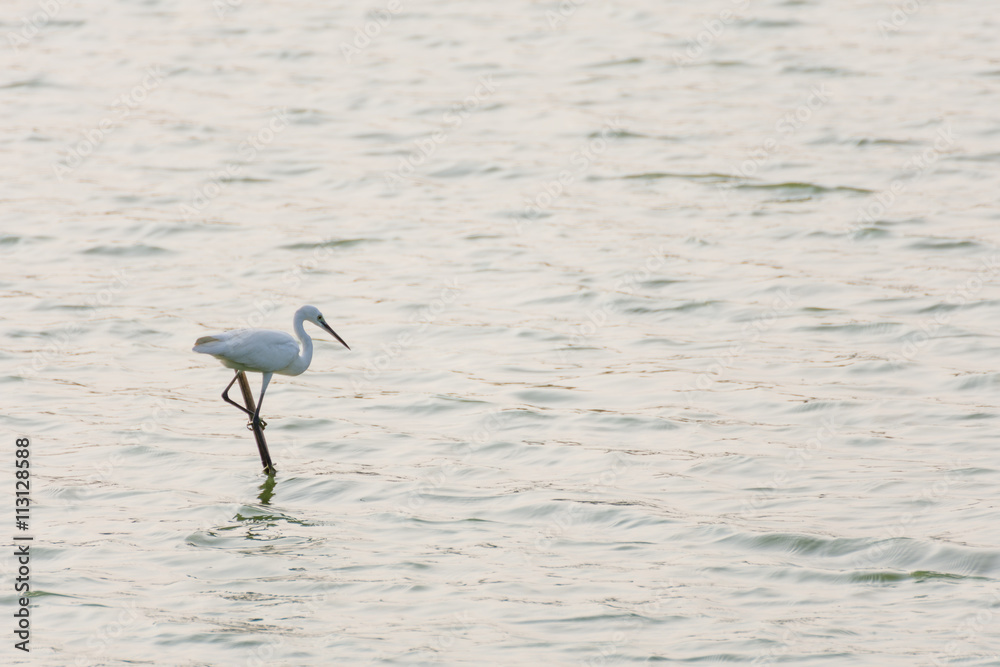 Bird (Egret or Heron) Bird (Egret or Heron)