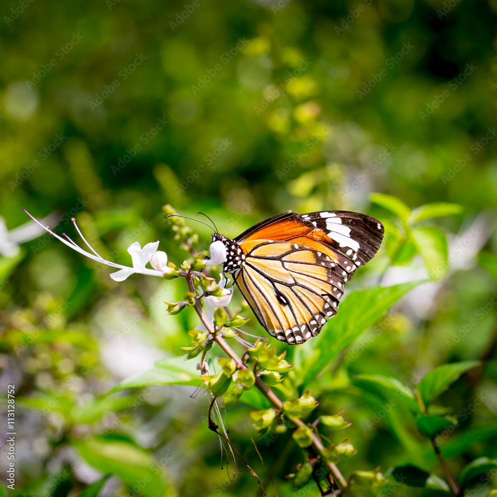 butterfly fly in morning nature. butterfly fly in morning nature.