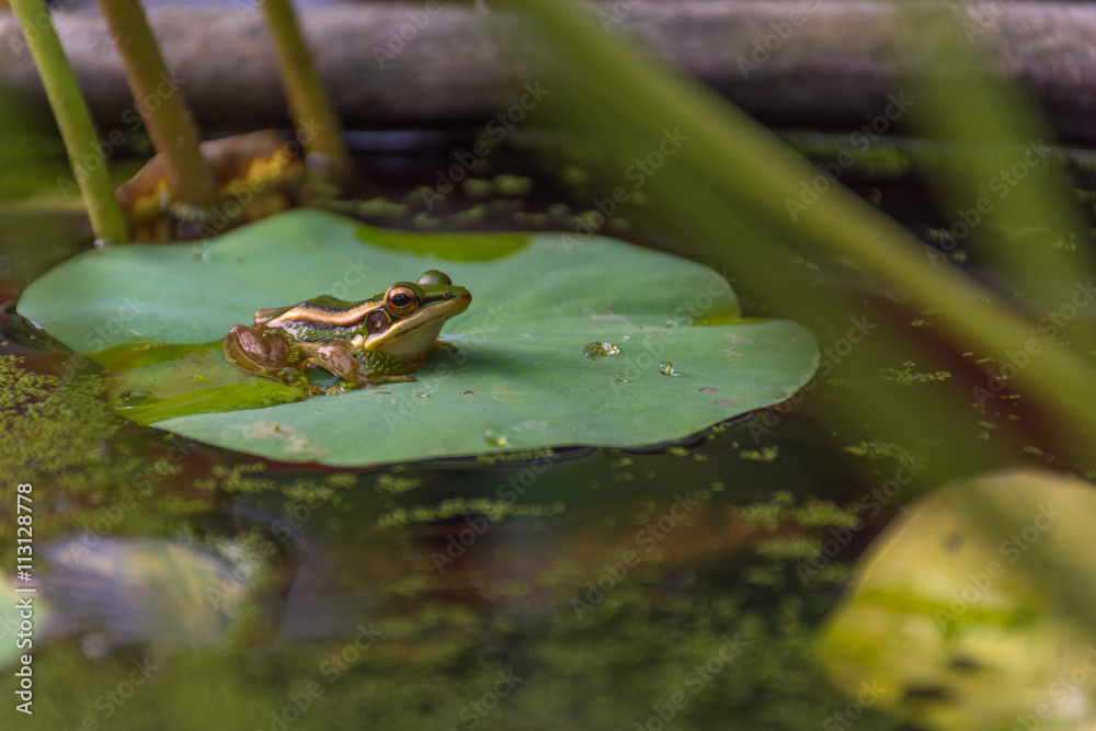Frog (Green Frog) on a lotus leaf Frog (Green Frog) on a lotus leaf