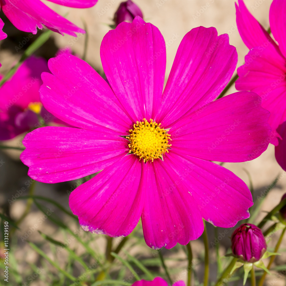 Cosmos pink flower Family Compositae in garden