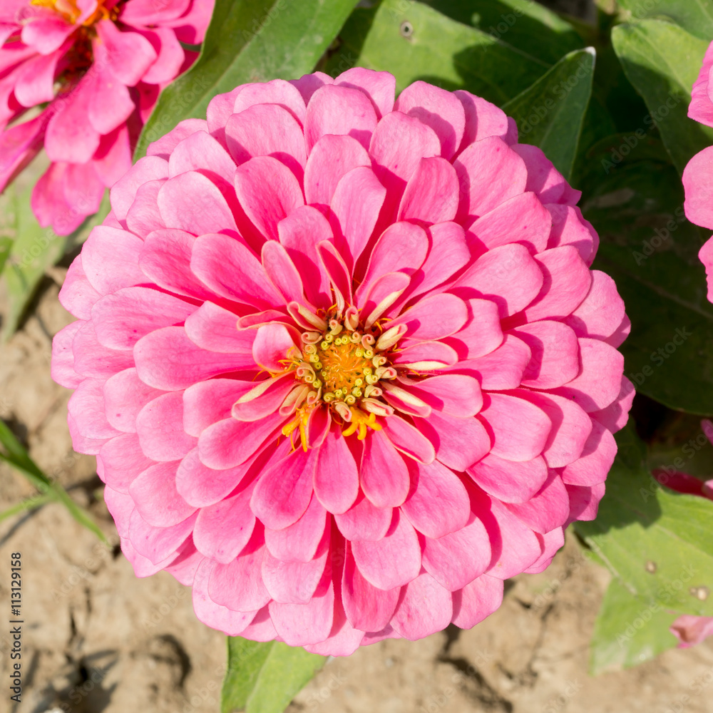 Fototapeta premium pink Zinnia flowers. (family Compositae)