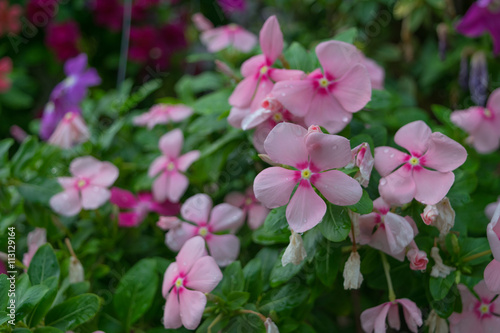 Flower pink color