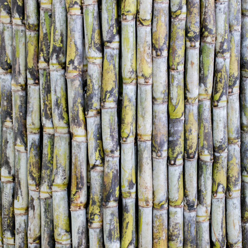 sugarcane