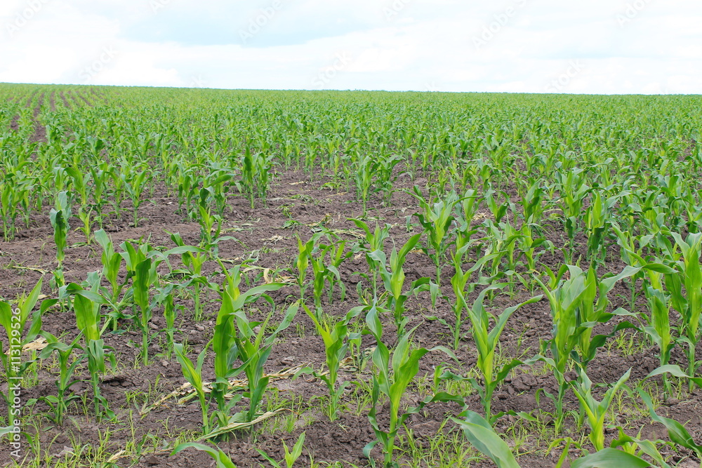 Young corn plants on the field 