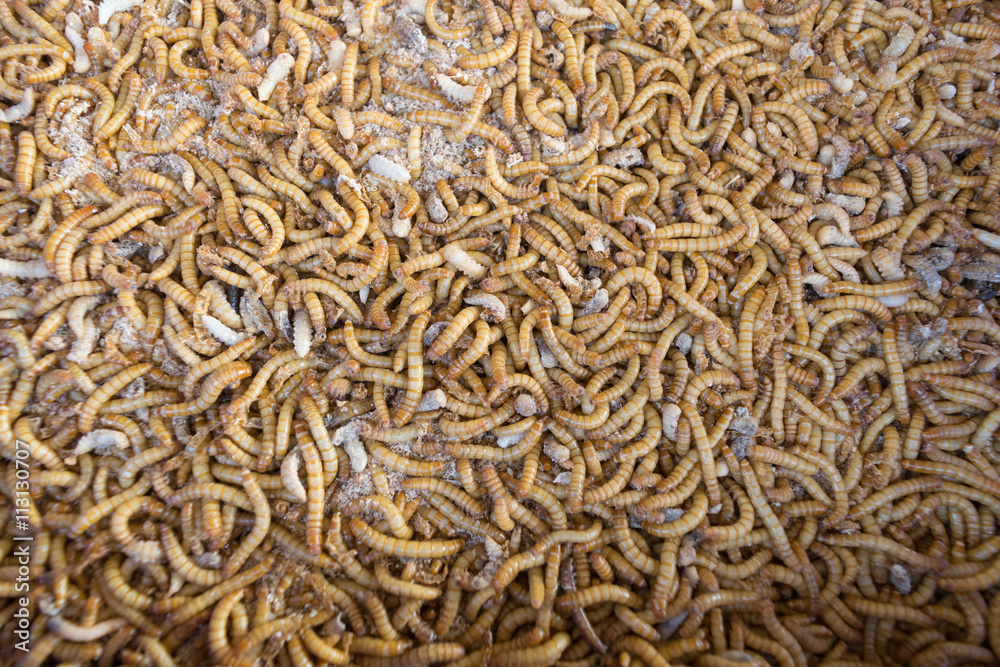 Mealworm in a farm Mealworm in a farm