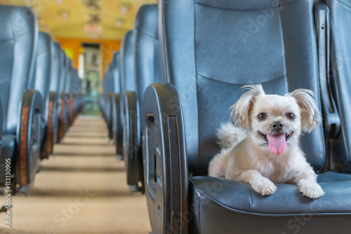 Fototapeta Naklejka Na Ścianę i Meble -  Dog travel by train