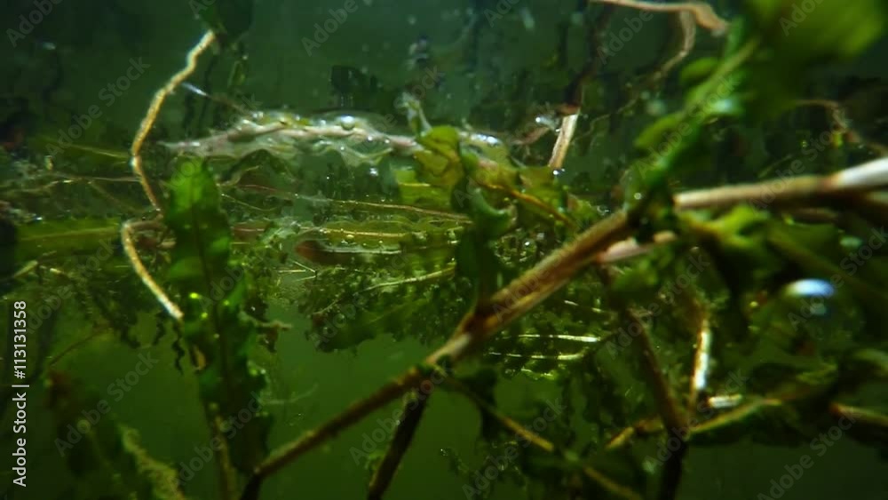 Catch of fish. Common Roach on the hook. Underwater video from fresh water lake. Outdoor sports and leisure. Animals in nature. Catch of fish. Common Roach on the hook. Underwater video from fresh water lake. Outdoor sports and leisure. Animals in nature.