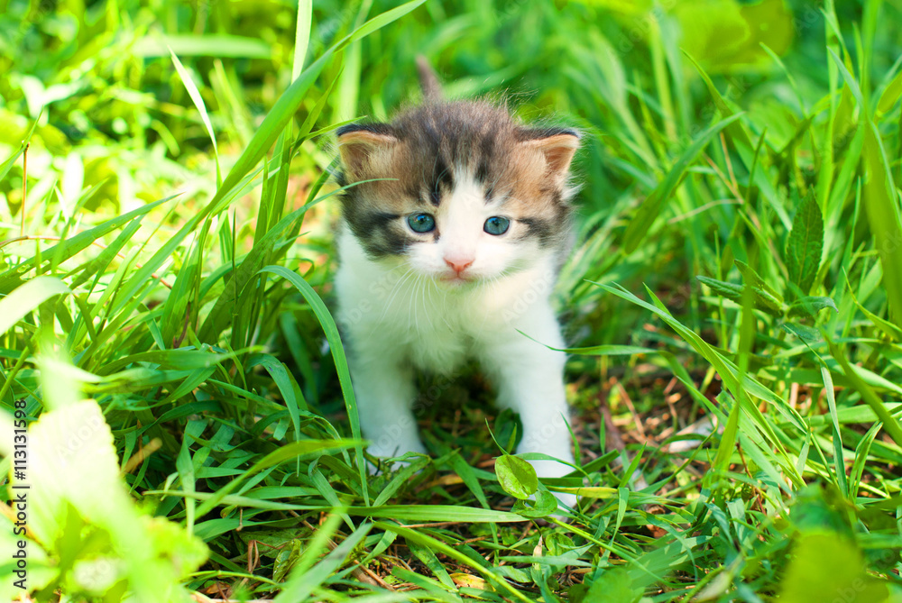 Young Cat in the Green Grass in Summer. Healthy life.