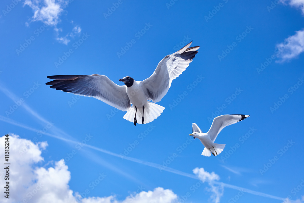 Obraz premium 2 Seagull bird flying in the sky - stock image