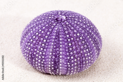 sea shells of violet and green sea urchin lying on the sand, clo