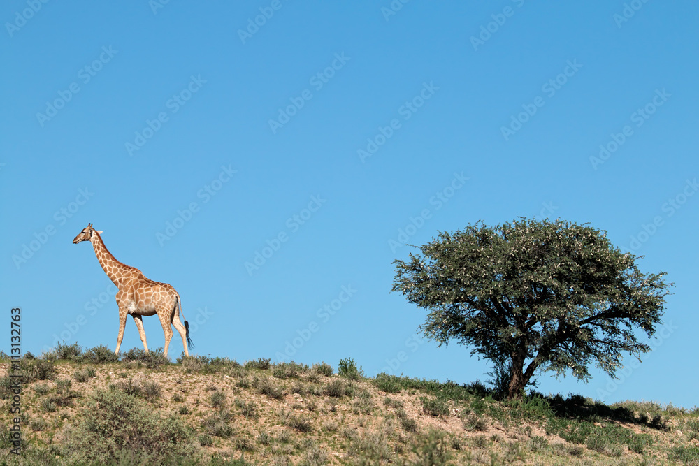 A giraffe (Giraffa camelopardalis) and a thorn tree, Kalahari desert, South Africa. A giraffe (Giraffa camelopardalis) and a thorn tree, Kalahari desert, South Africa.