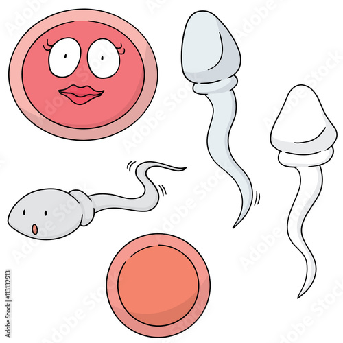 vector set of sperm and egg