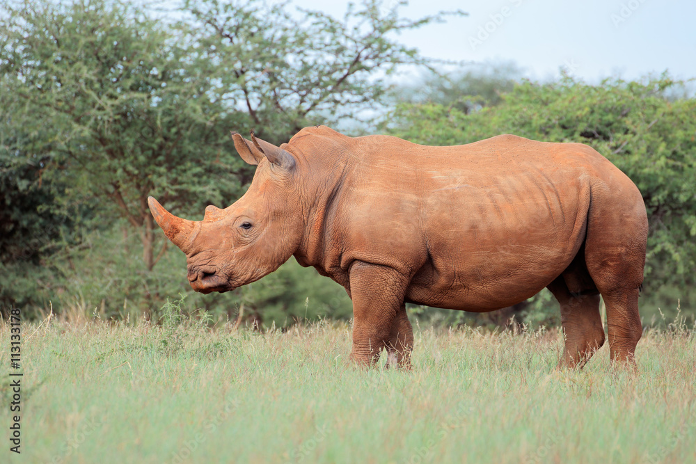 A white rhinoceros (Ceratotherium simum) in natural habitat, South Africa A white rhinoceros (Ceratotherium simum) in natural habitat, South Africa
