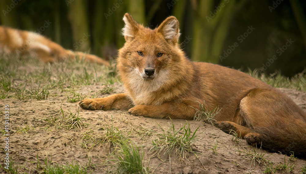 Asian wild dog or dhole Asian wild dog or dhole