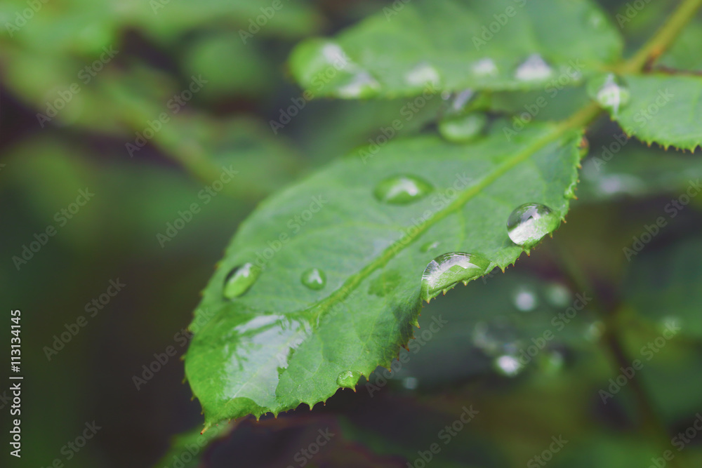 Dew on rose leaves Dew on rose leaves