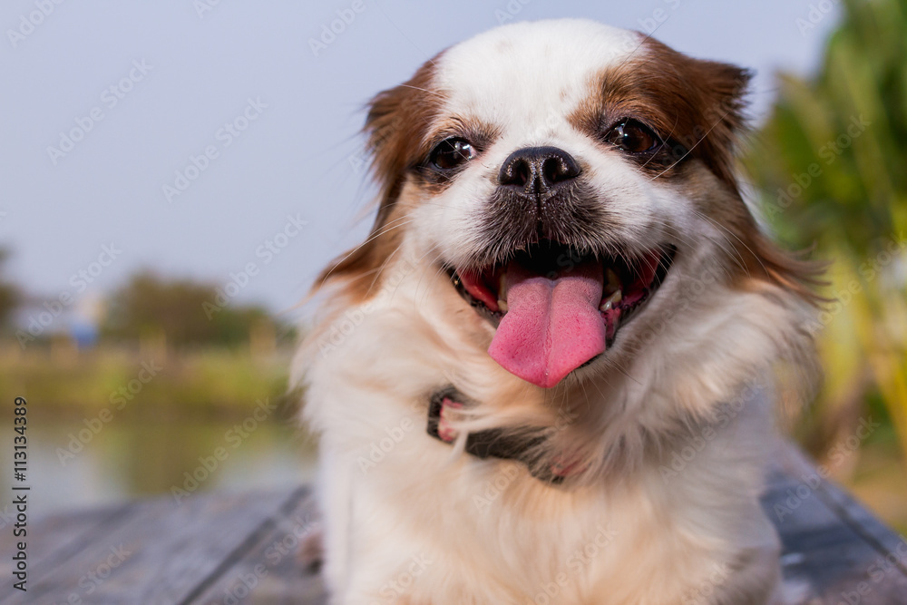 Cute dog,Cute puppy Cute dog,Cute puppy