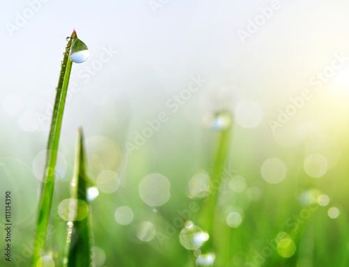 Fresh green grass with dew drops closeup. Soft focus. Nature Background