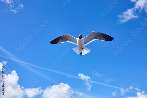 Seagull bird flying in the blue sky - stock image