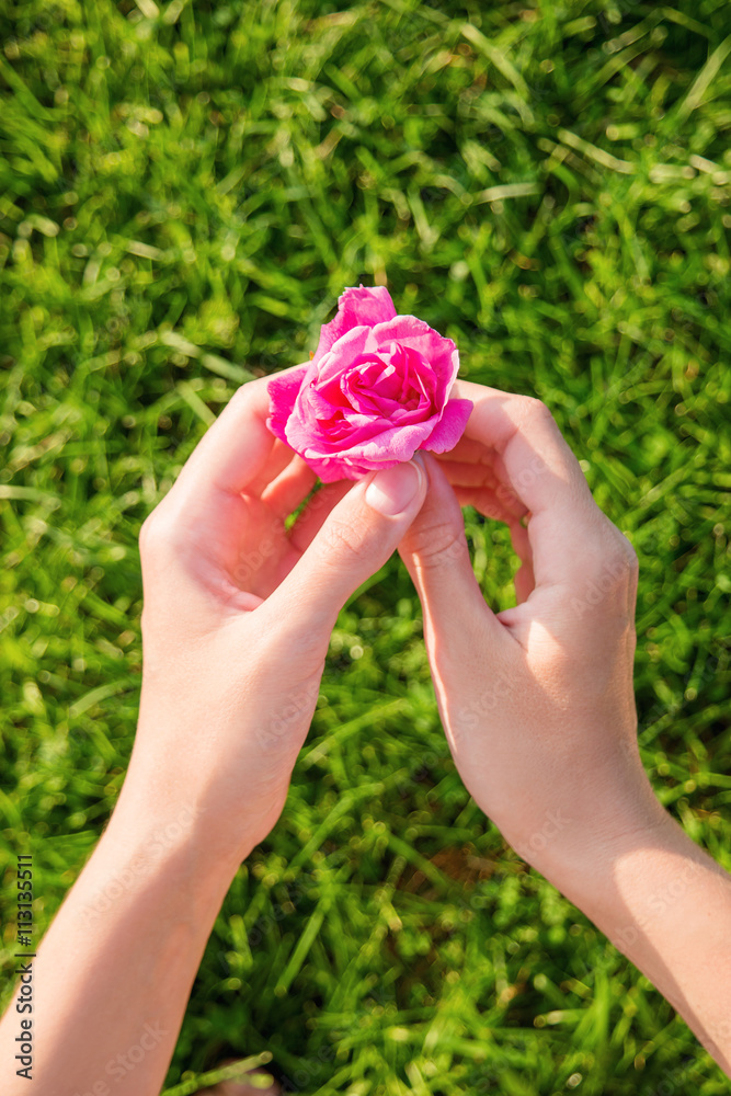 Woman holds a wild rose flower. Bright pink flower on green grass blurred background. 
