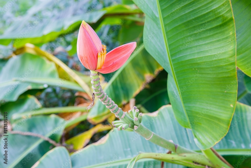 Banana Ornamental, flower of banana in tropical forest Banana Ornamental, flower of banana in tropical forest