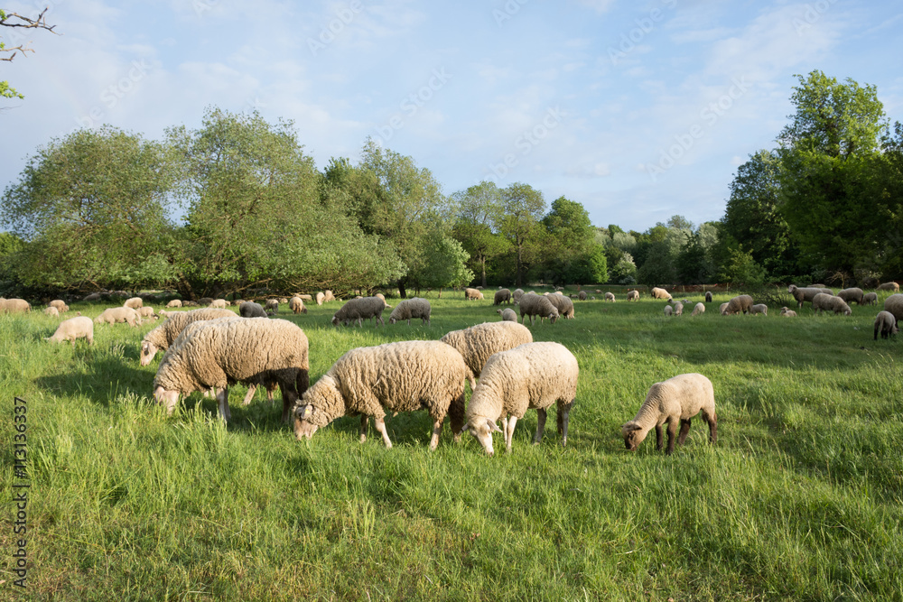 Sheeps in nature, on meadow. Farming outdoor. Sheeps in nature, on meadow. Farming outdoor.