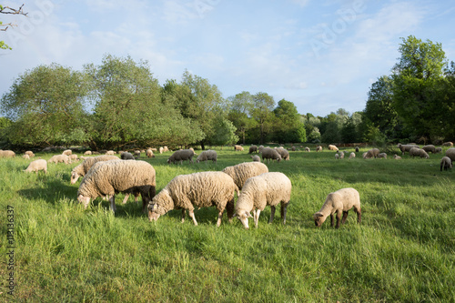 Sheeps in nature, on meadow. Farming outdoor.
