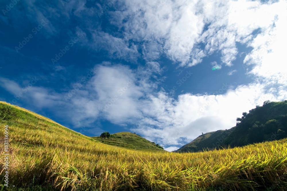 Rice fields on terraced of Mu Cang Chai, YenBai, Vietnam. Rice fields prepare the harvest at Northwest Vietnam.Vietnam landscapes.