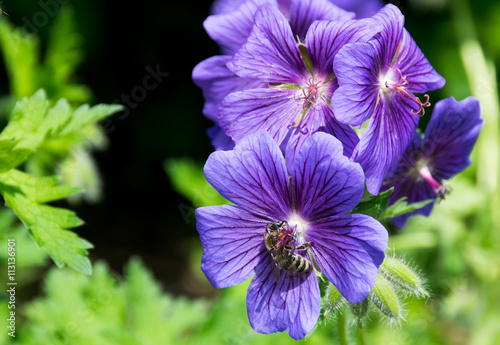 Fototapeta Naklejka Na Ścianę i Meble -  Biene sammelt in einer violetten Geranie Pollen