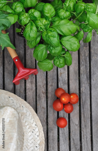 basilic, tomates, petit râteau et chapeau sur planche en bois