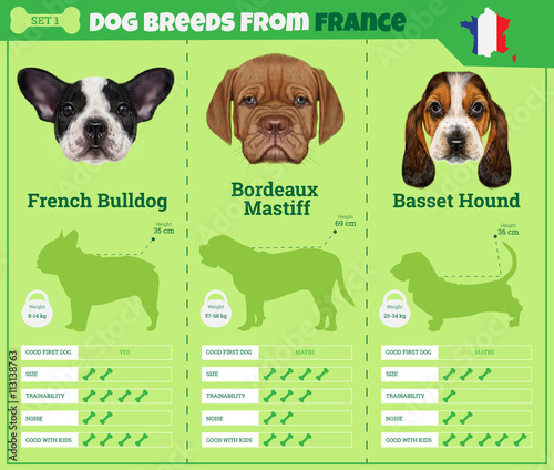 Fényképezés Dogs breed vector infographics types of dog breeds from France.