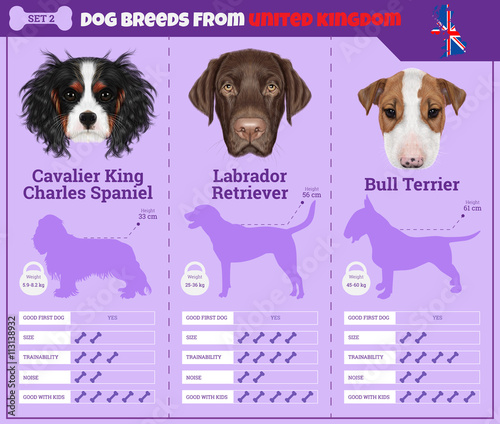 Dogs breed infographics types of dog breeds from United Kingdom.