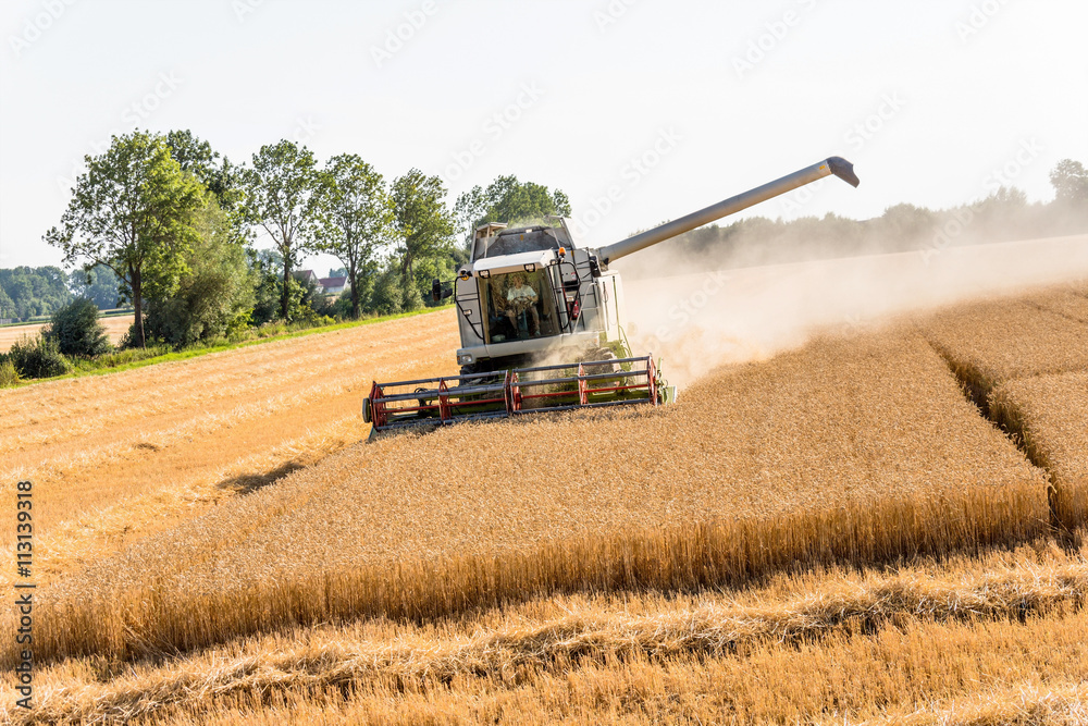 Fototapeta premium Getreidefeld mit Weizen bei der Ernte