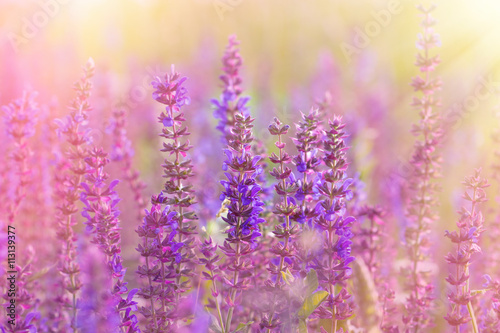 Flowering meadow - beautiful purple meadow flowers