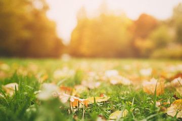 colorful leaves in the grass, fall season