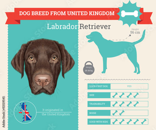 Labrador Retriever Dog breed vector infographics.