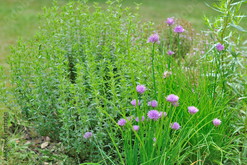 herbes aromatiques dans jardin