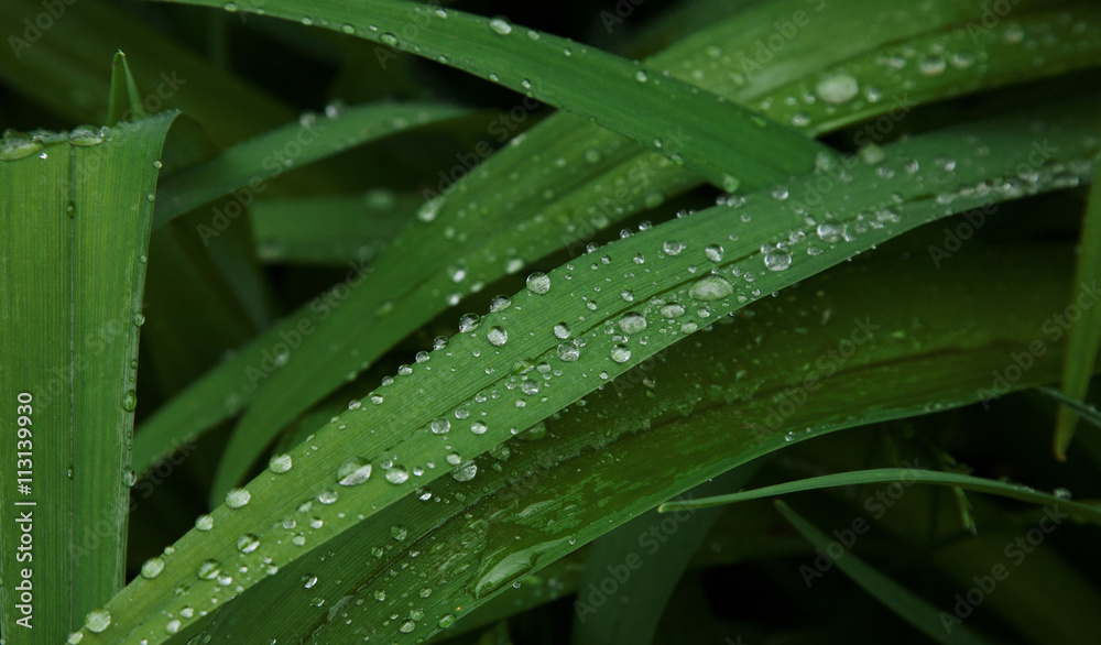 Background of green leaves with rain drops Background of green leaves with rain drops