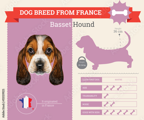Basset Hound Dog breed vector infographics.