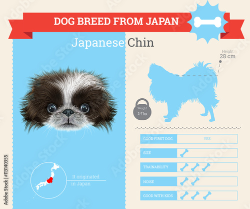 Japanese Chin Dog breed vector infographics.