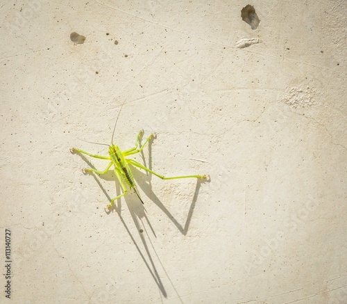 Green Grasshopper on white Wall photo