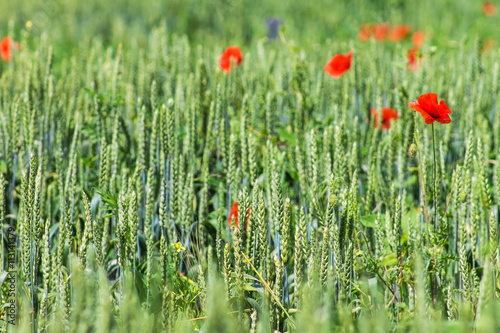 red poppy in the green wheat