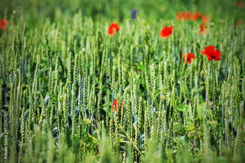red poppy in the green wheat