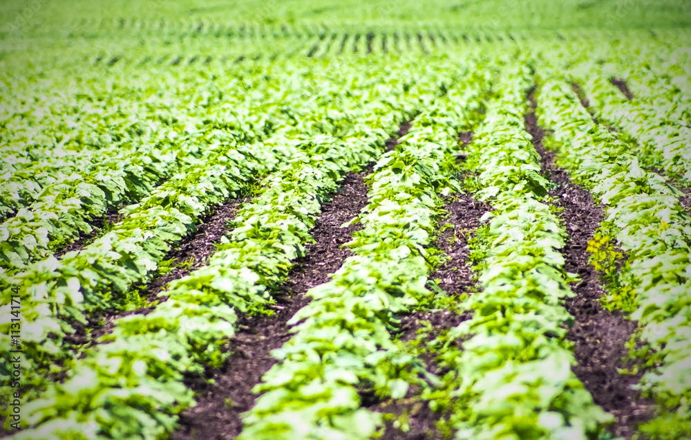 green plant ridges, agriculture background green plant ridges, agriculture background