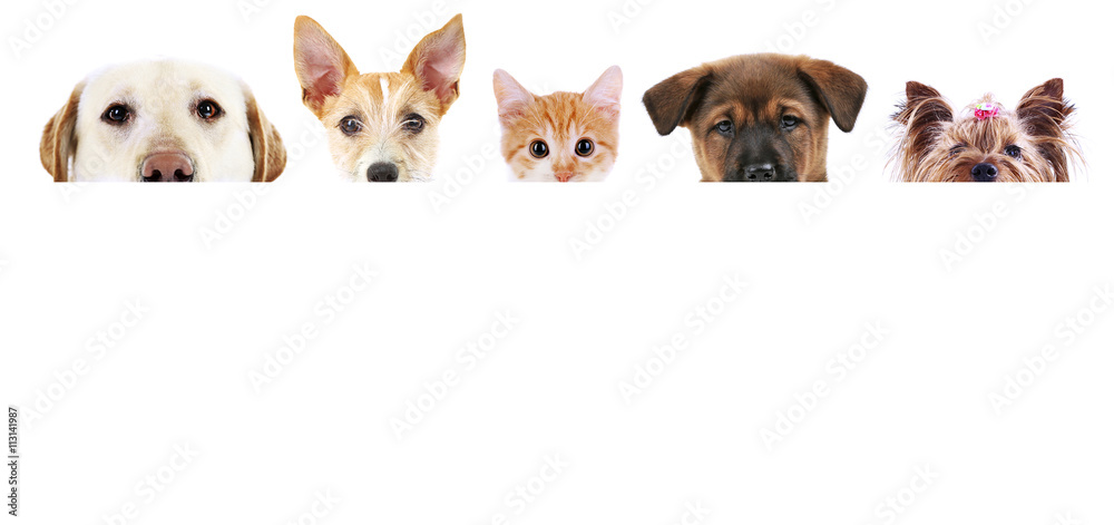 Group of dogs and cat in front of white background with space for your text Group of dogs and cat in front of white background with space for your text