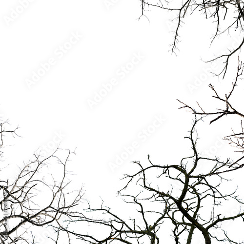 Leafless tree branches, isolated on white