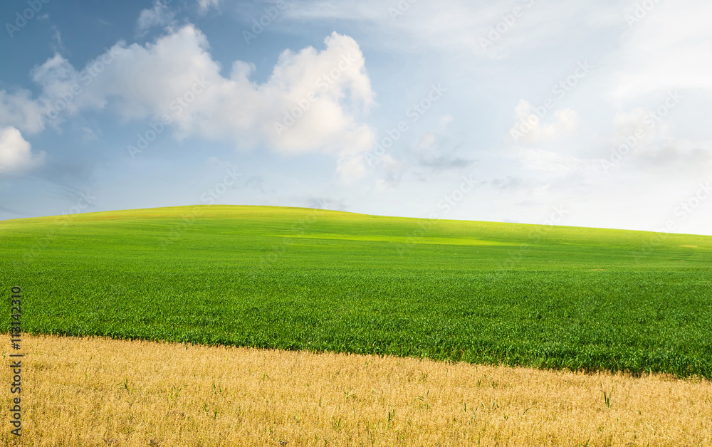 Field in the summer time. Agricultural landscape as a background Field in the summer time. Agricultural landscape as a background