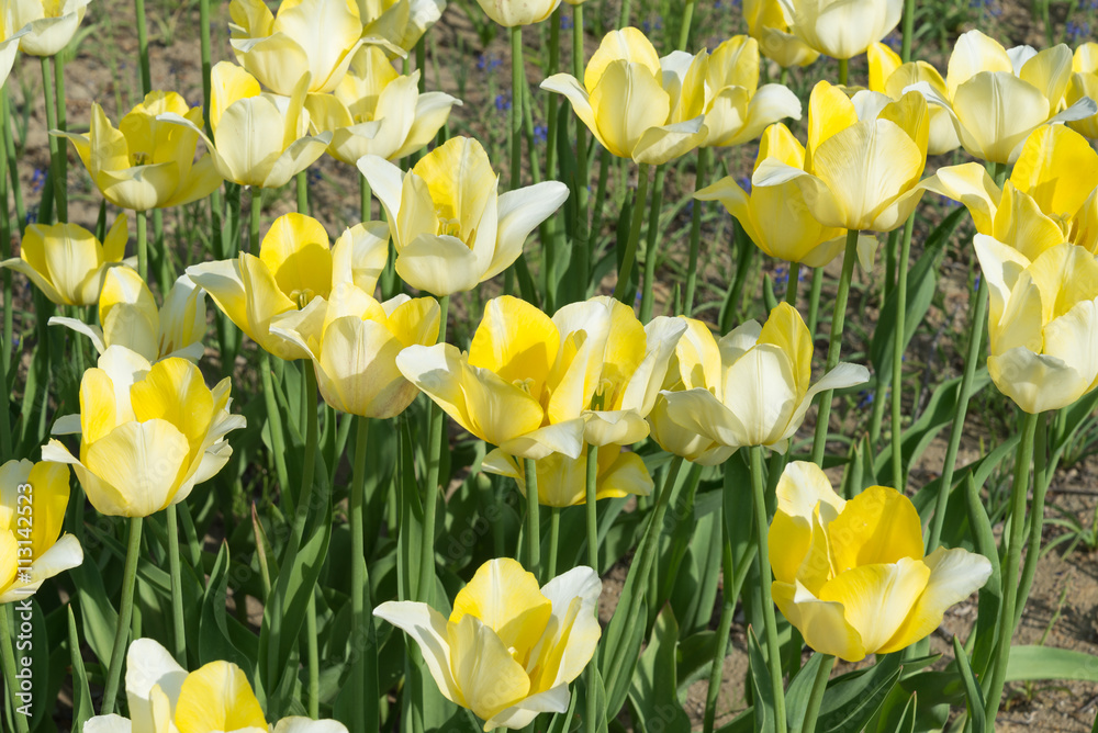 Obraz premium Yellow tulips blooming in springtime, This is a Triumph Tulip