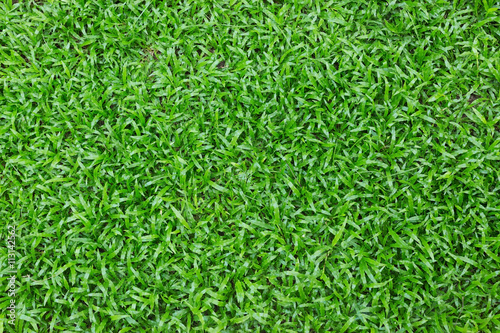 green grass turf