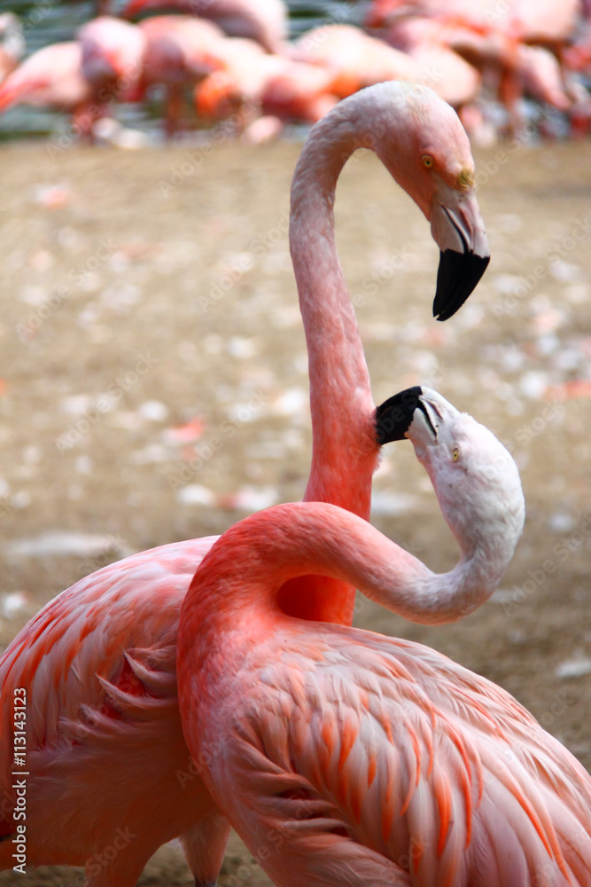 Fototapeta premium Flamant rose